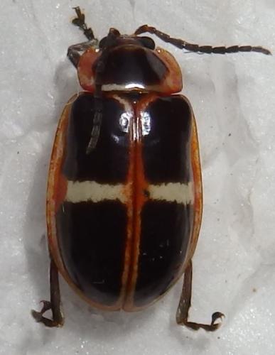 Omophoita clerica